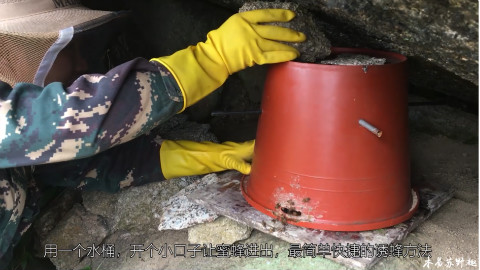 【木易苏野趣】如何在野外诱捕到一窝蜜蜂